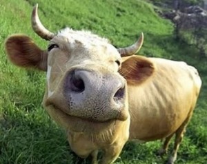 happy-animals-omg-cute-things072612-07
